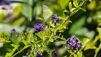 <i>Duranta erecta</i> ‘Lass’